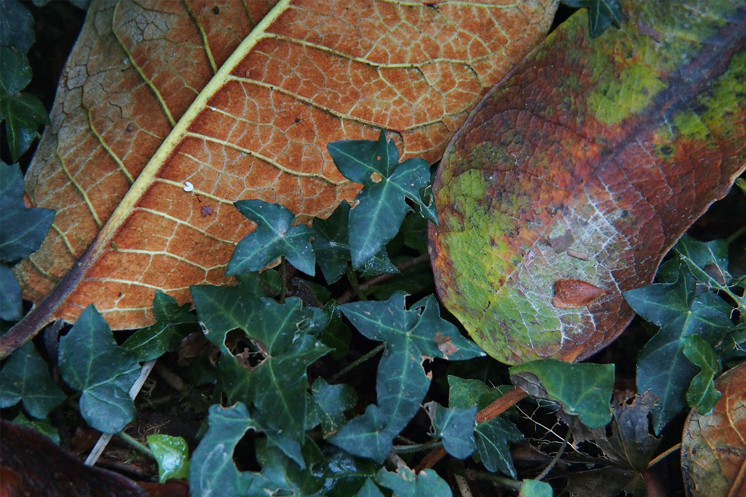 Laub . Lost Gardens of Heligan . Cornwall . Südengland (Foto: Andreas Kuhrt 2016)