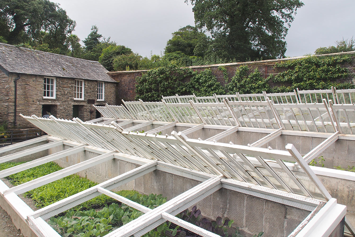 Anzuchtbeete im Gemüsegarten . Lost Gardens of Heligan . Cornwall . Südengland (Foto: Andreas Kuhrt 2016)