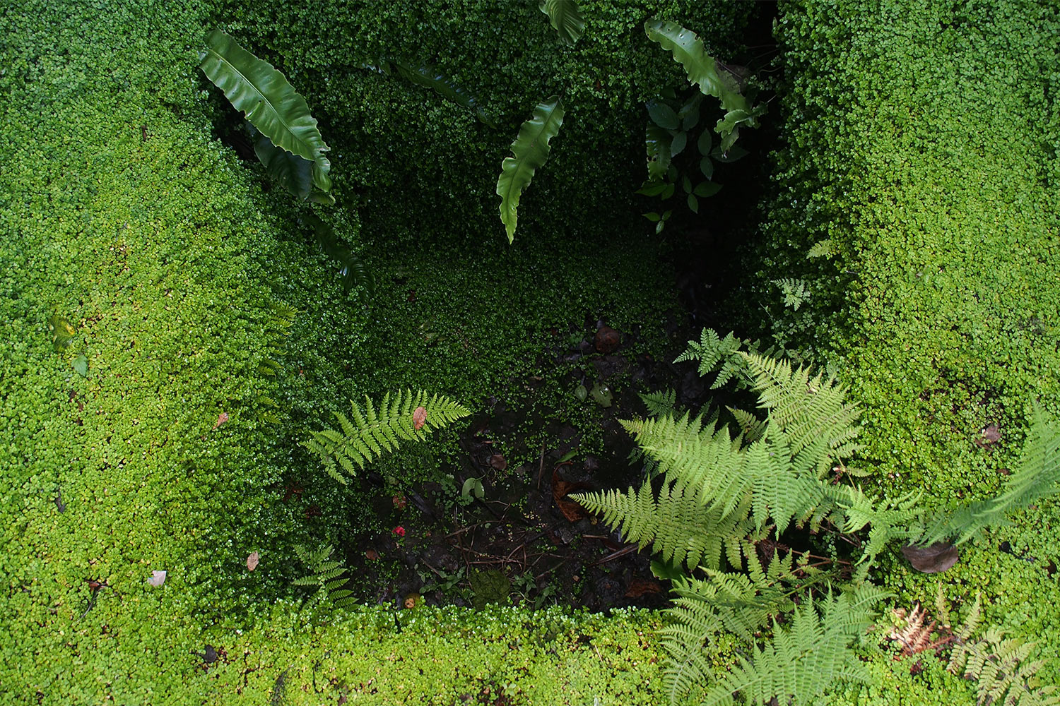 Grüne Grube . Lost Gardens of Heligan . Cornwall . Südengland (Foto: Andreas Kuhrt 2016)