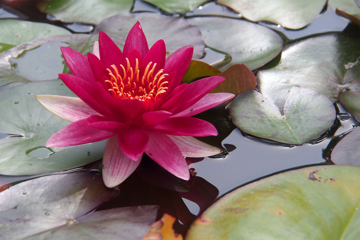 Seerosenteich im Italienischen Garten . Lost Gardens of Heligan . Cornwall . Südengland (Foto: Andreas Kuhrt 2016)