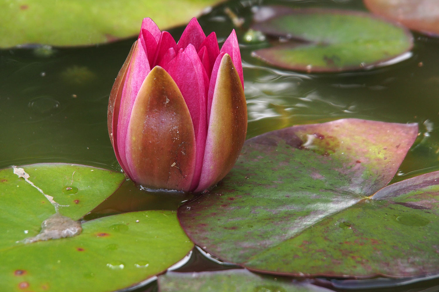 Seerosenteich im Italienischen Garten . Lost Gardens of Heligan . Cornwall . Südengland (Foto: Andreas Kuhrt 2016)