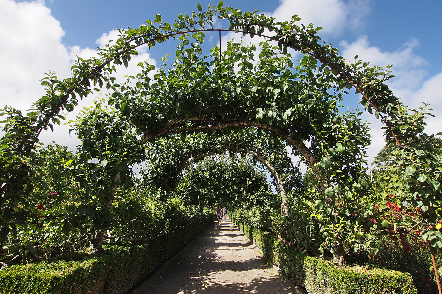Spalierobst im Nordgarten . Lost Gardens of Heligan . Cornwall . Südengland (Foto: Andreas Kuhrt 2016)