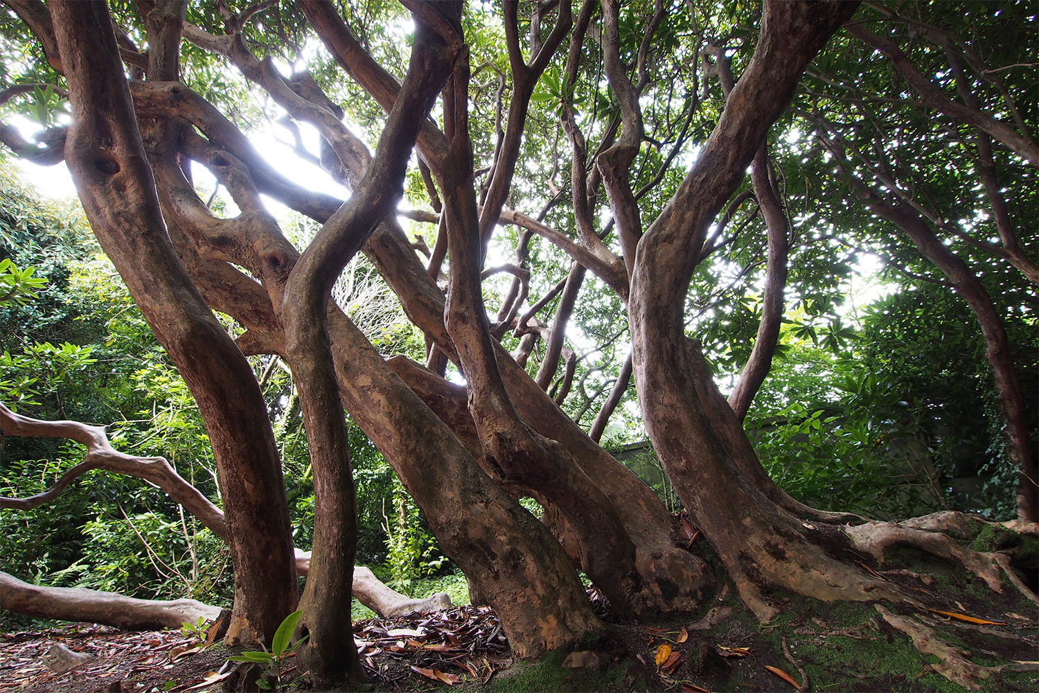 Rhododendron-Wald . Lost Gardens of Heligan . Cornwall . Südengland (Foto: Andreas Kuhrt 2016)