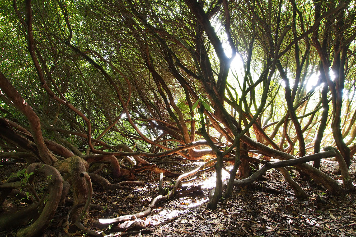 Rhododendron-Wald . Lost Gardens of Heligan . Cornwall . Südengland (Foto: Andreas Kuhrt 2016)