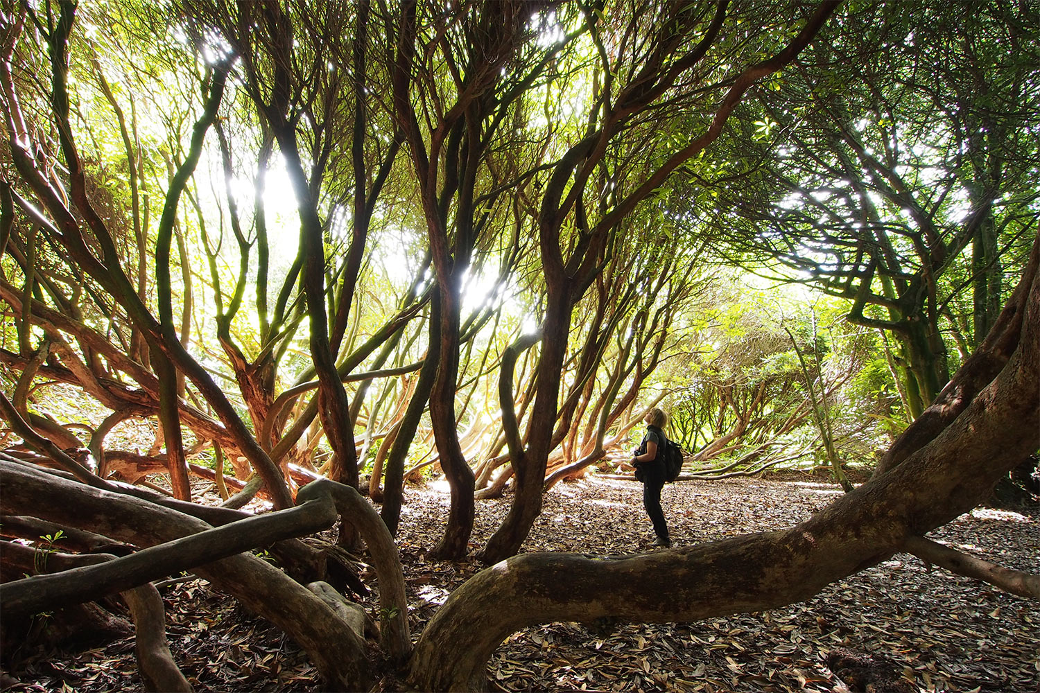 Rhododendronwald . Lost Gardens Of Heligan . England (Foto: Andreas Kuhrt 2016)