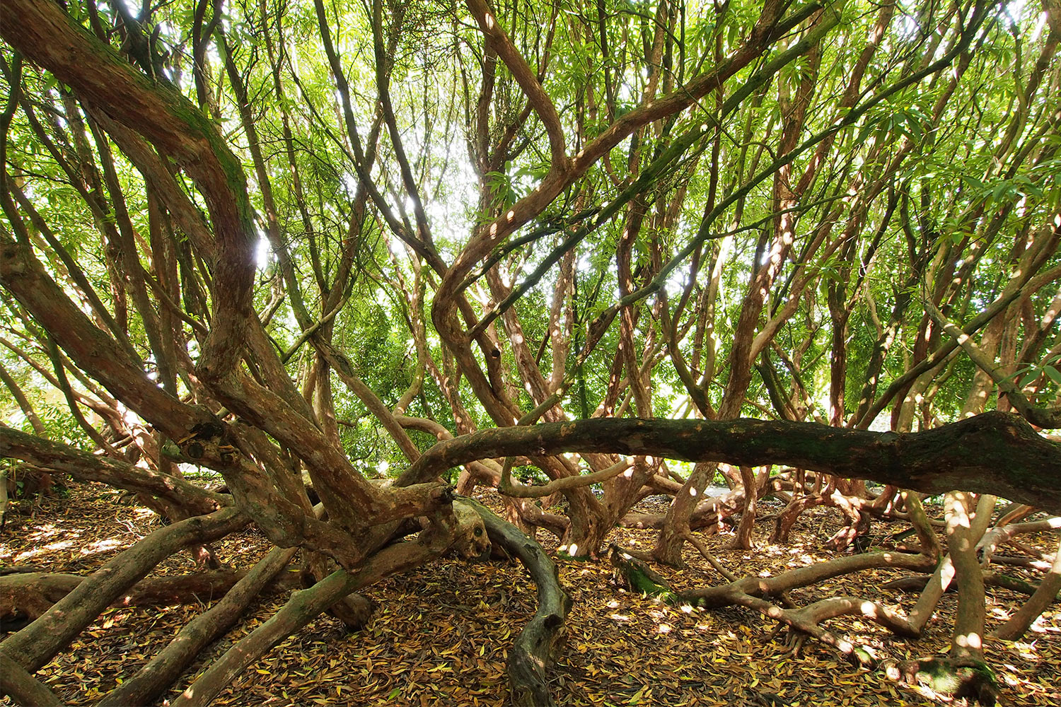 Rhododendron-Wald . Lost Gardens of Heligan . Cornwall . Südengland (Foto: Andreas Kuhrt 2016)