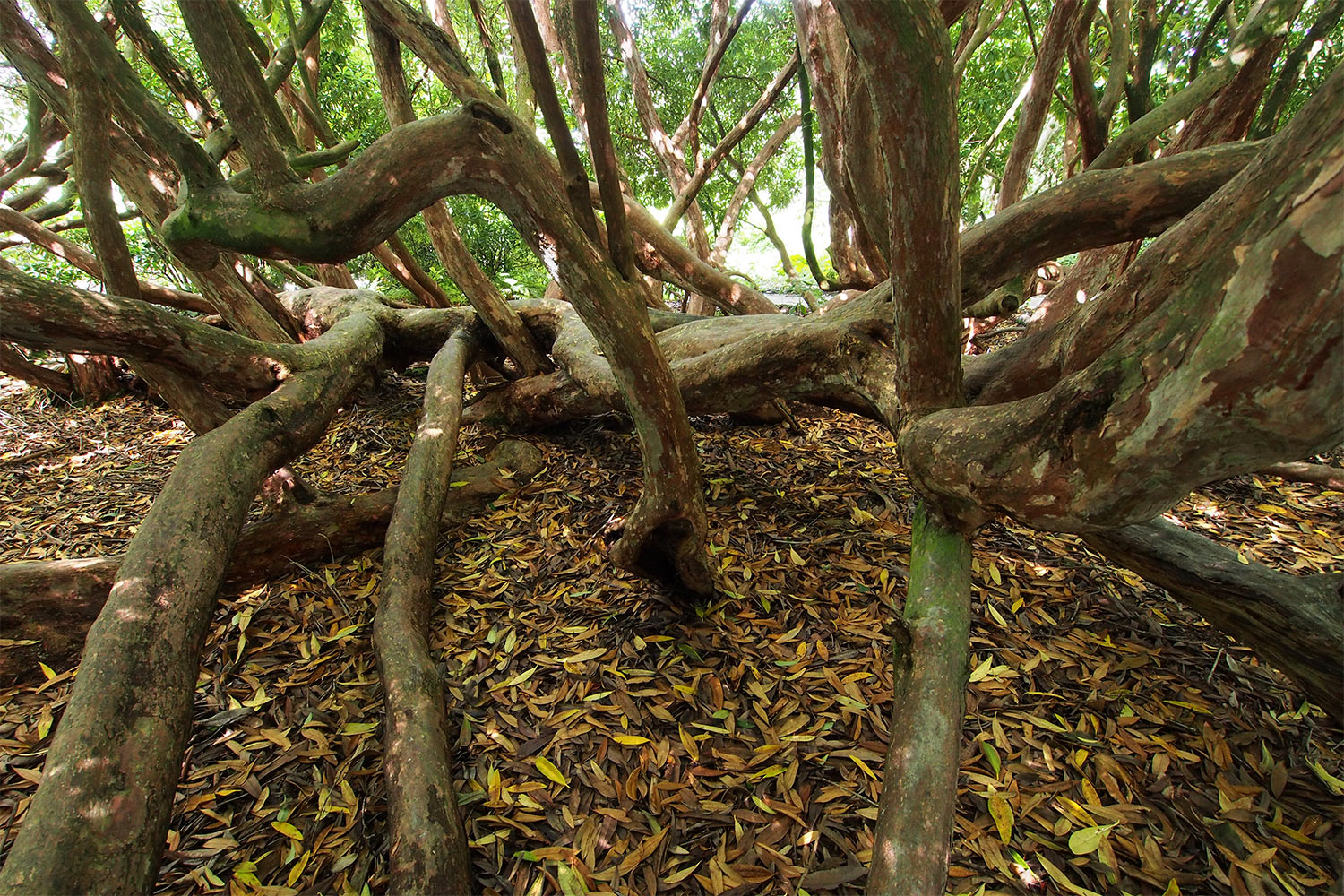 Rhododendron-Wald . Lost Gardens of Heligan . Cornwall . Südengland (Foto: Andreas Kuhrt 2016)