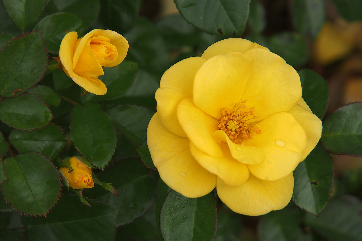 Gelbe Rosen im Vorgarten . Lanhydrock House . Cornwall . Südengland (Foto: Andreas Kuhrt 2016)