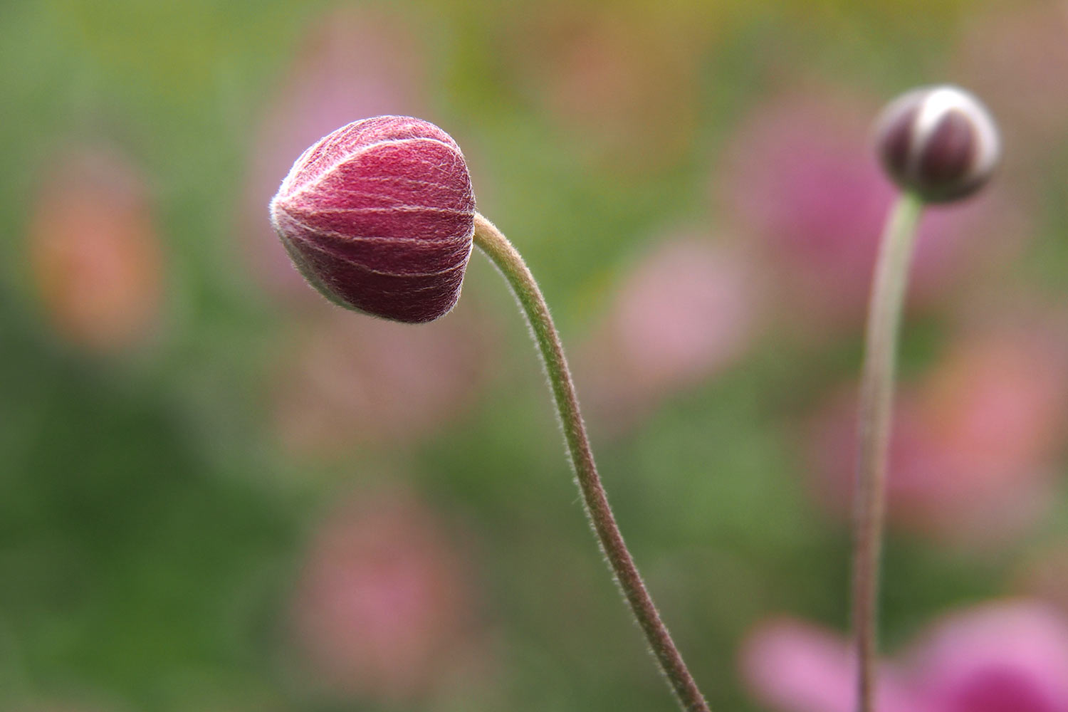 Herbst-Anemonen-Knospen im Oberen Garten . Lanhydrock House . Cornwall . Südengland (Foto: Andreas Kuhrt 2016)