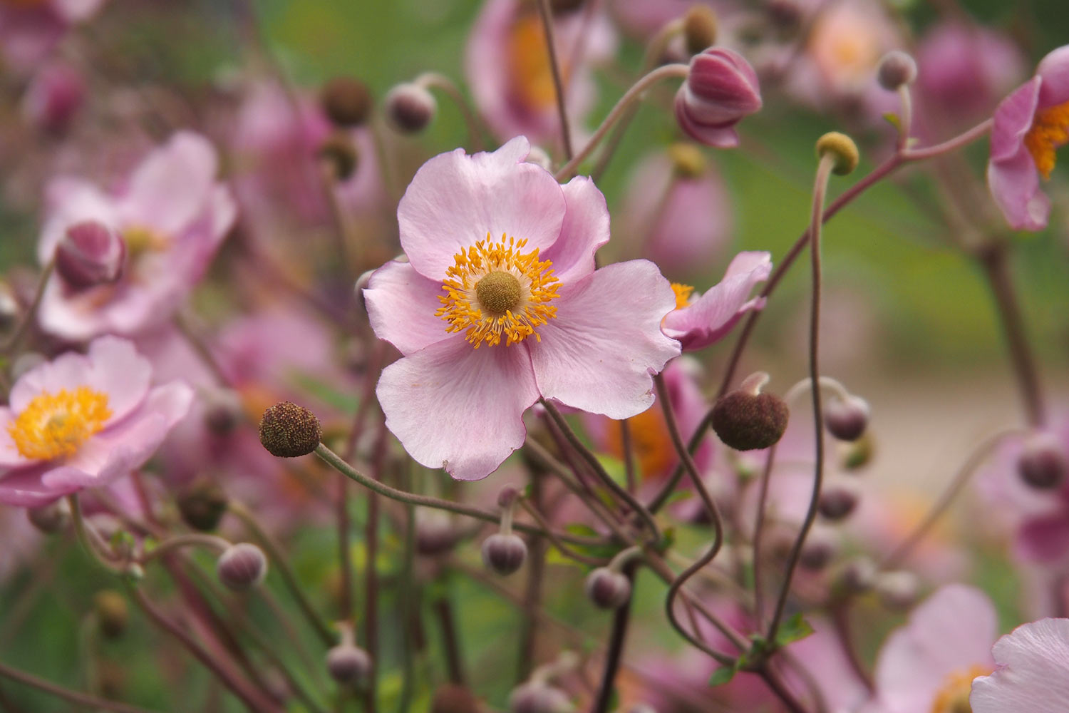 Herbst-Anemonen im Oberen Garten . Lanhydrock House . Cornwall . Südengland (Foto: Andreas Kuhrt 2016)
