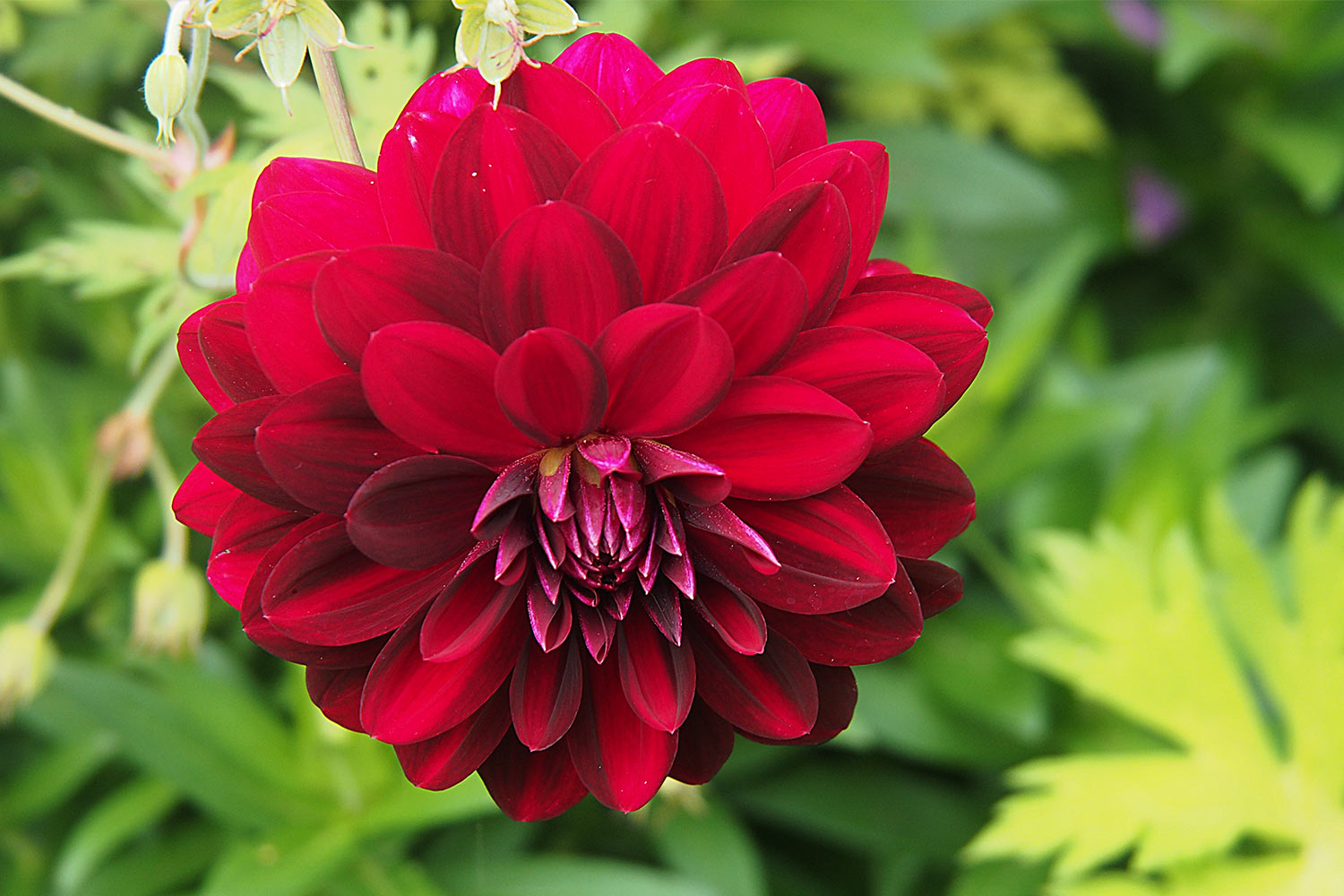 Dahlie im Oberen Garten . Lanhydrock House . Cornwall . Südengland (Foto: Andreas Kuhrt 2016)