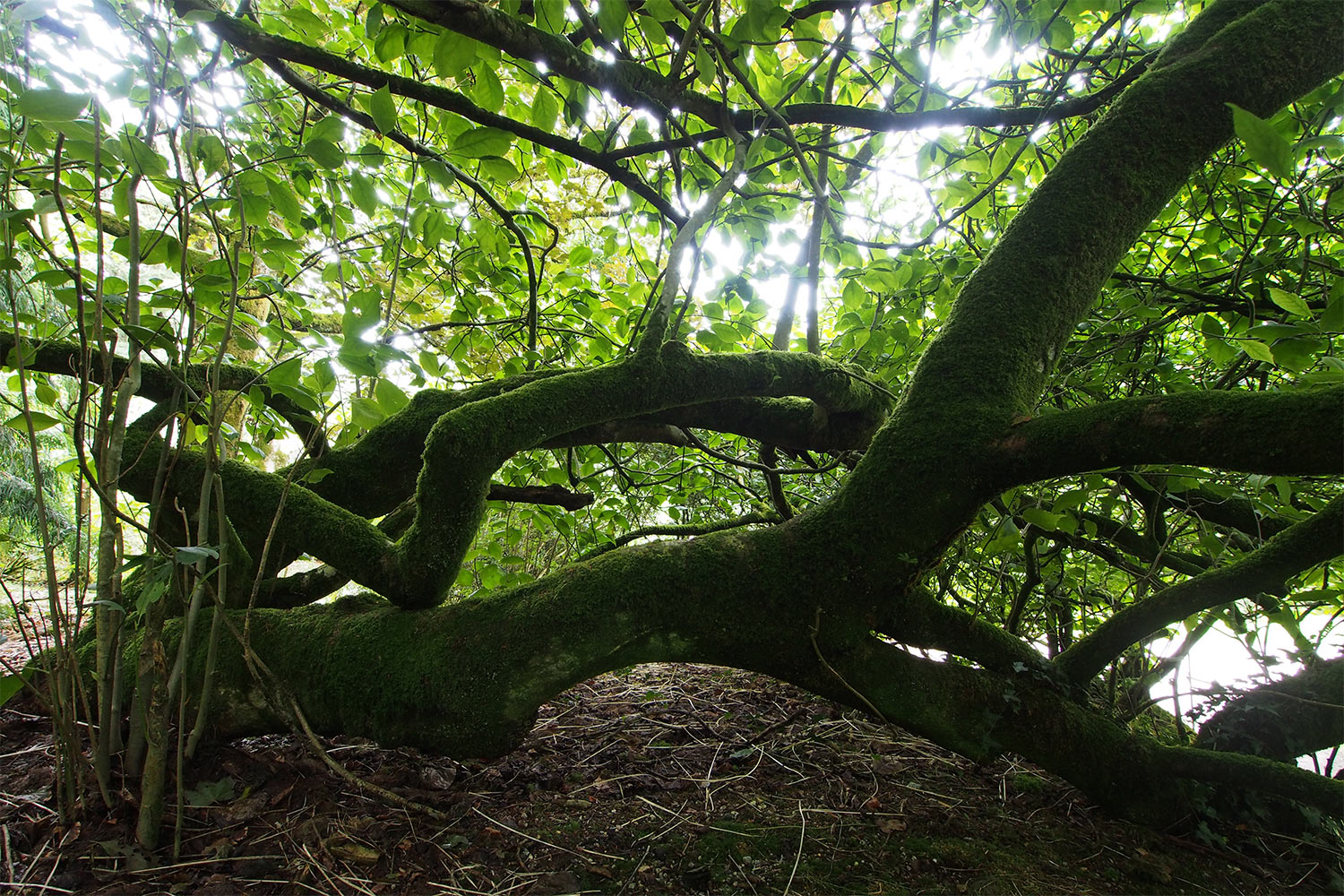 Unterholz im Oberen Garten . Lanhydrock House . Cornwall . Südengland (Foto: Andreas Kuhrt 2016)