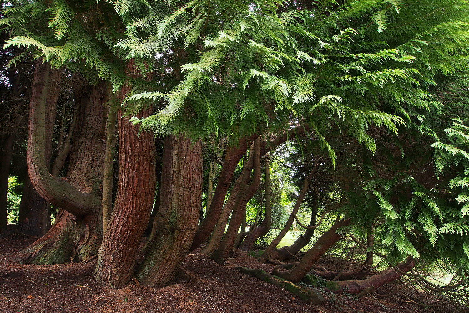 Lebensbäume im Oberen Garten . Lanhydrock House . Cornwall . Südengland (Foto: Andreas Kuhrt 2016)