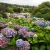Hortensien im Oberen Garten . Lanhydrock House . Cornwall . Südengland (Foto: Andreas Kuhrt 2016)