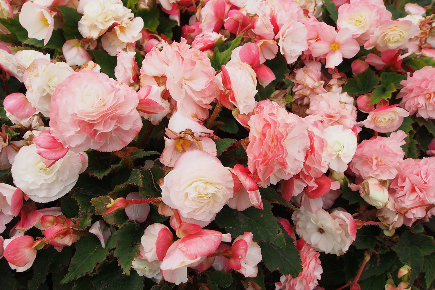 Rosa Rosen im Parterre-Garten . Lanhydrock House . Cornwall . Südengland (Foto: Andreas Kuhrt 2016)