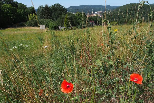 Blick zur Heidecksburg von der Debrahöhe . Rudolstadt-Festival 2017 (Foto: Andreas Kuhrt)