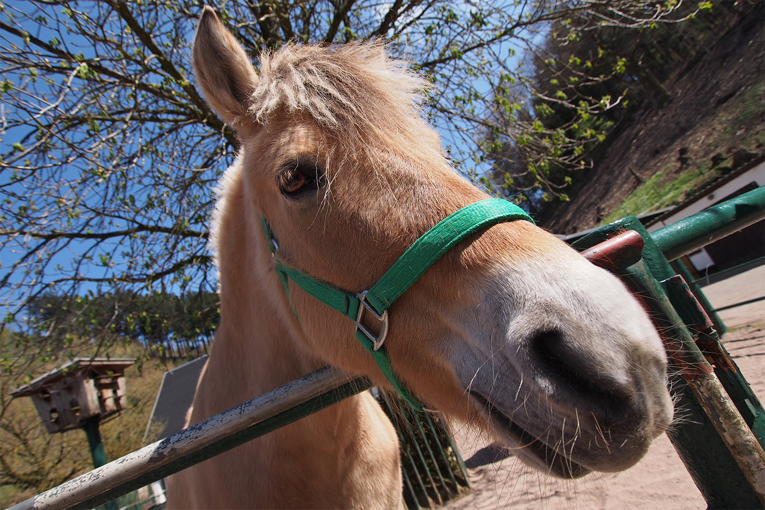 Norwegisches Fjordpferd . Tierpark Suhl (Foto: Andreas Kuhrt 2018)