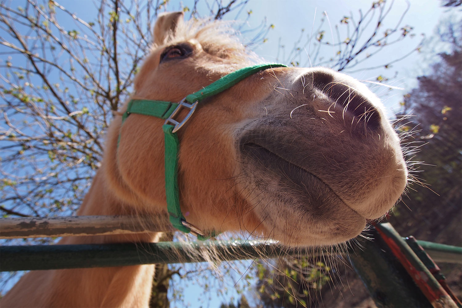 Norwegisches Fjordpferd . Tierpark Suhl (Foto: Andreas Kuhrt 2018)