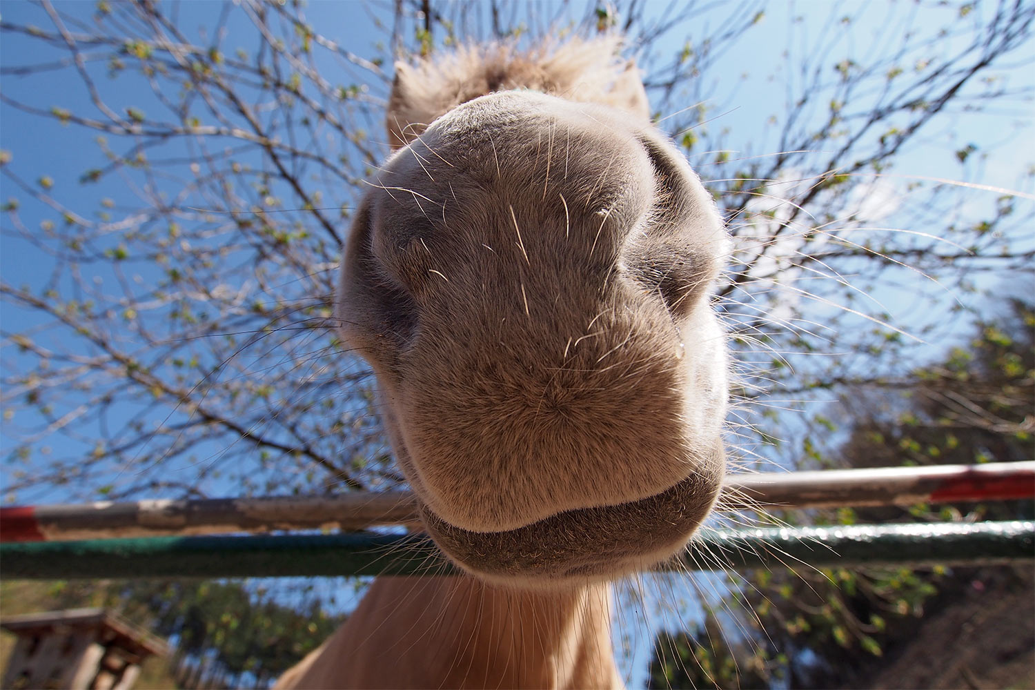 Norwegisches-Fjordpferd-Maul . Tierpark Suhl (Foto: Andreas Kuhrt 2018)