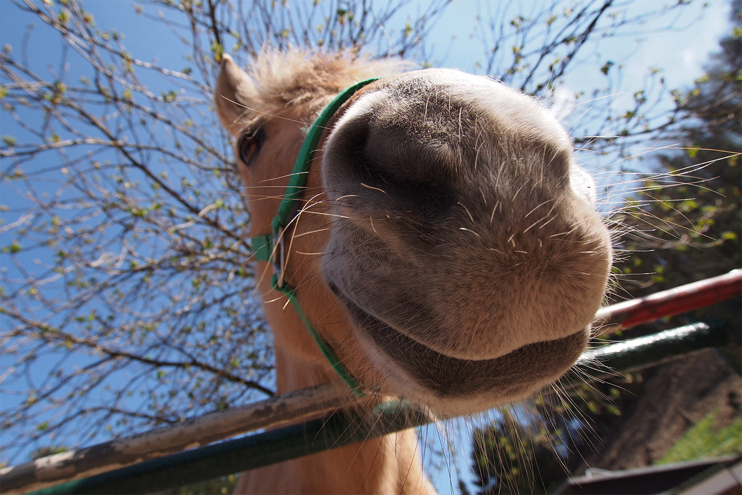 Freundliches Norwegisches Fjordpferd . Tierpark Suhl (Foto: Andreas Kuhrt 2018)