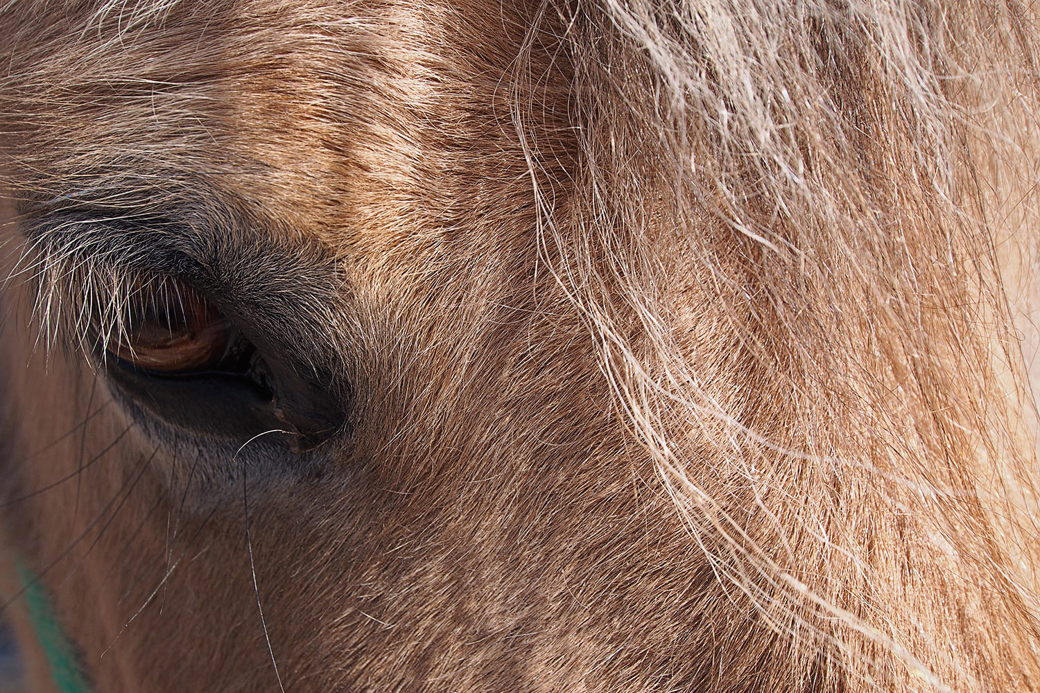 Norwegisches-Fjordpferd-Auge . Tierpark Suhl (Foto: Andreas Kuhrt 2018)