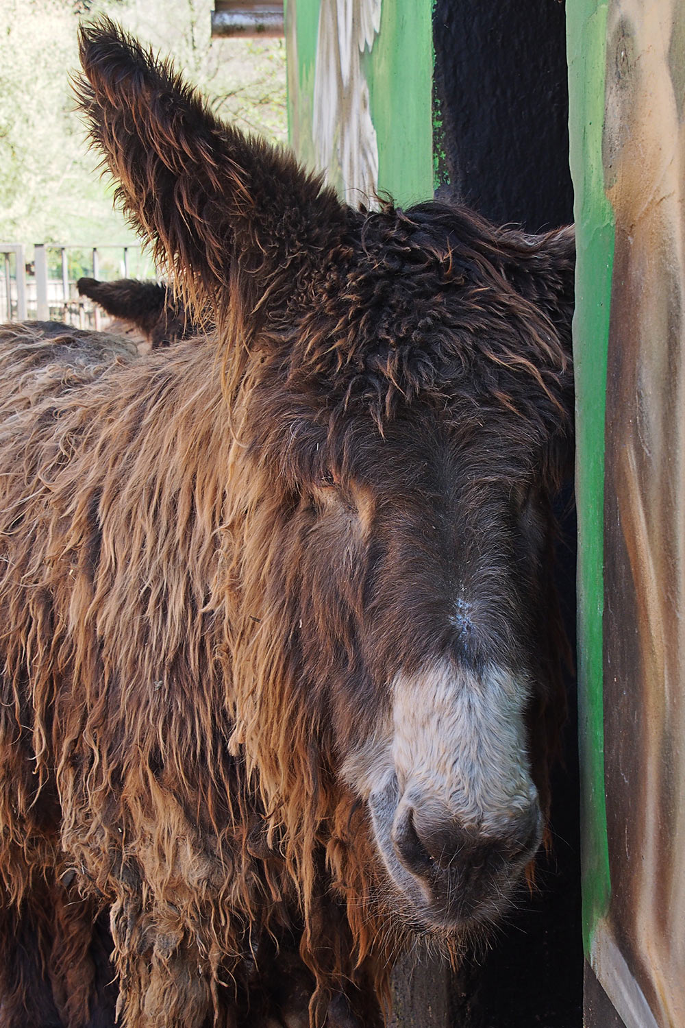 Poitou-Esel . Tierpark Suhl (Foto: Andreas Kuhrt 2018)