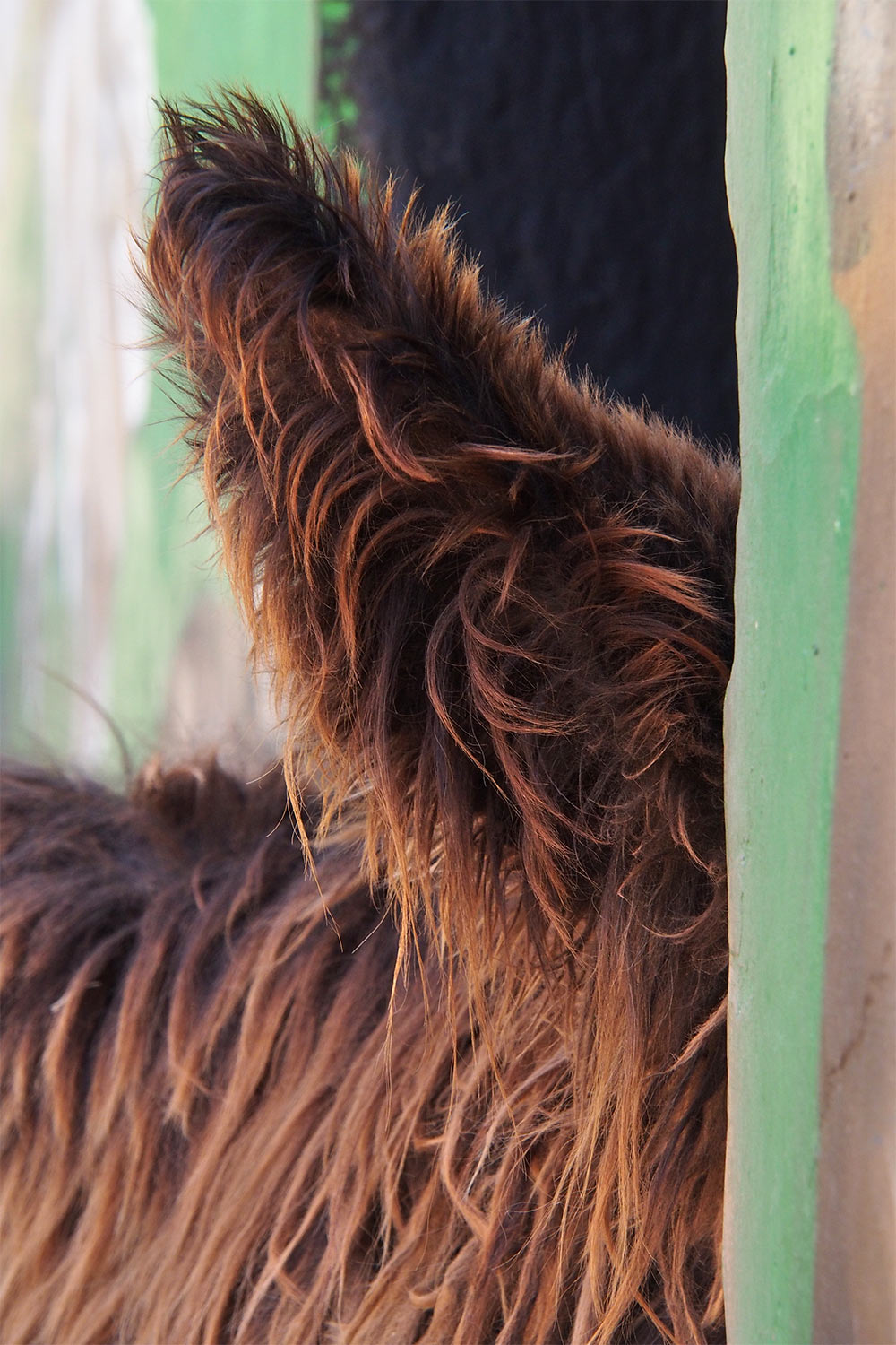 Poitou-Eselsohr . Tierpark Suhl (Foto: Andreas Kuhrt 2018)