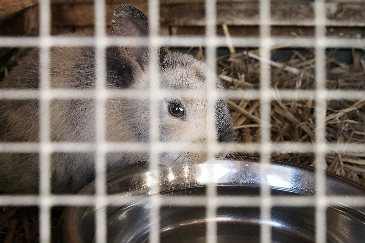 Kaninchen hinter Gittern . Tierpark Suhl (Foto: Andreas Kuhrt 2018)