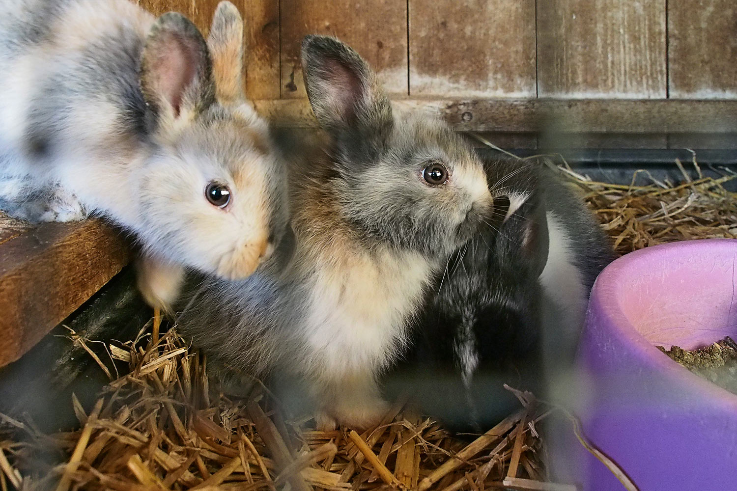 Kaninchen . Tierpark Suhl (Foto: Andreas Kuhrt 2018)