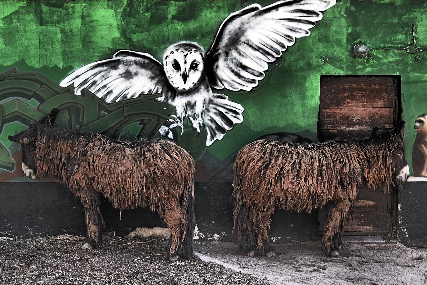 Poitou-Eselei . Tierpark Suhl (Foto: Andreas Kuhrt 2018)