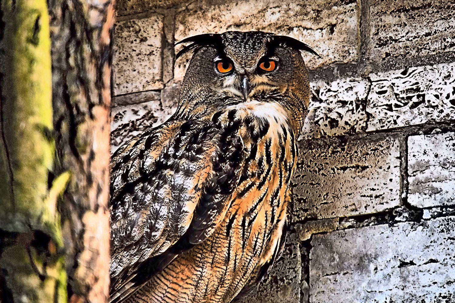 Uhu . Tierpark Suhl (Foto: Andreas Kuhrt 2018)
