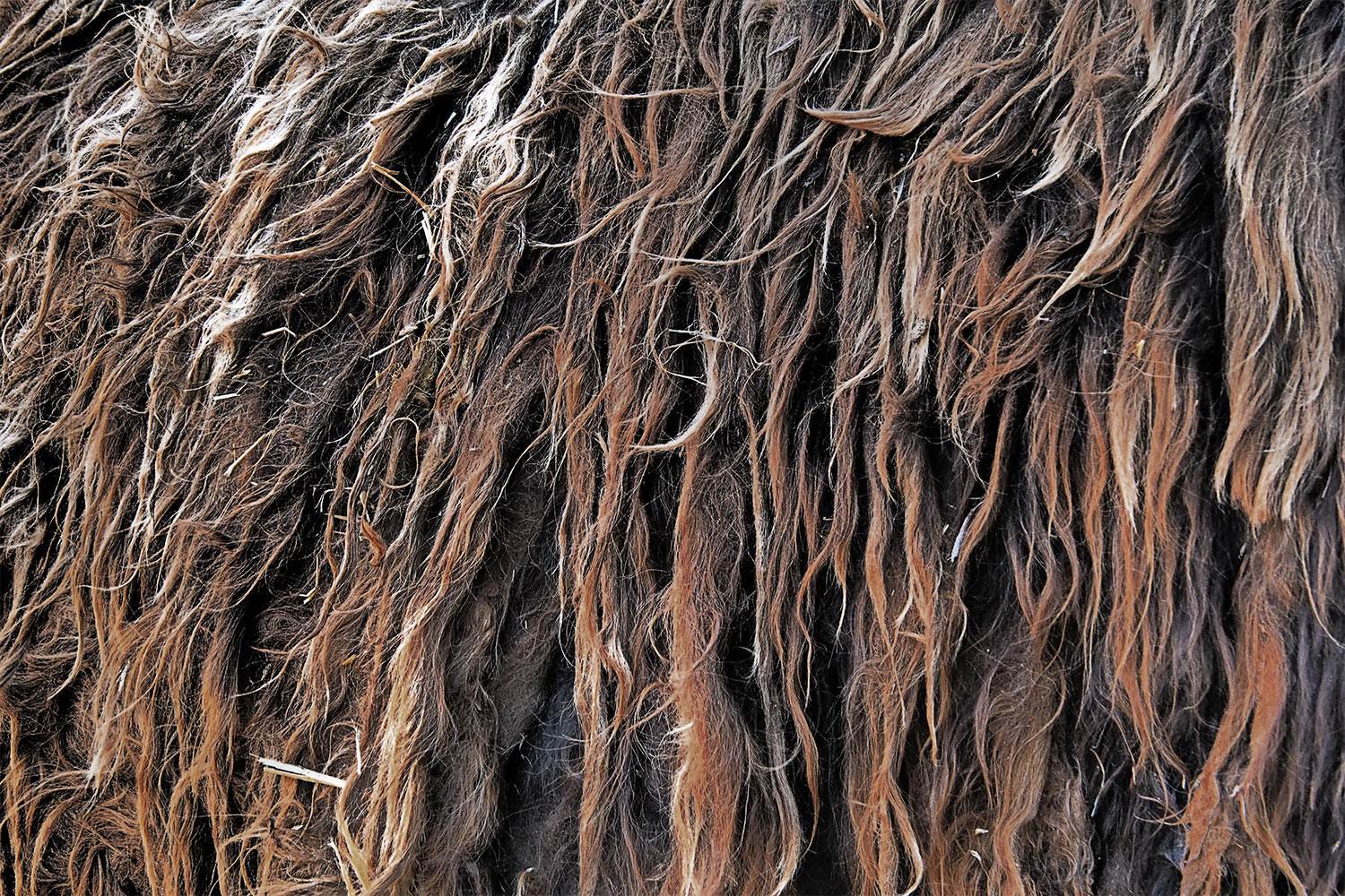 Poitou-Esel-Fell . Tierpark Suhl (Foto: Andreas Kuhrt 2018)