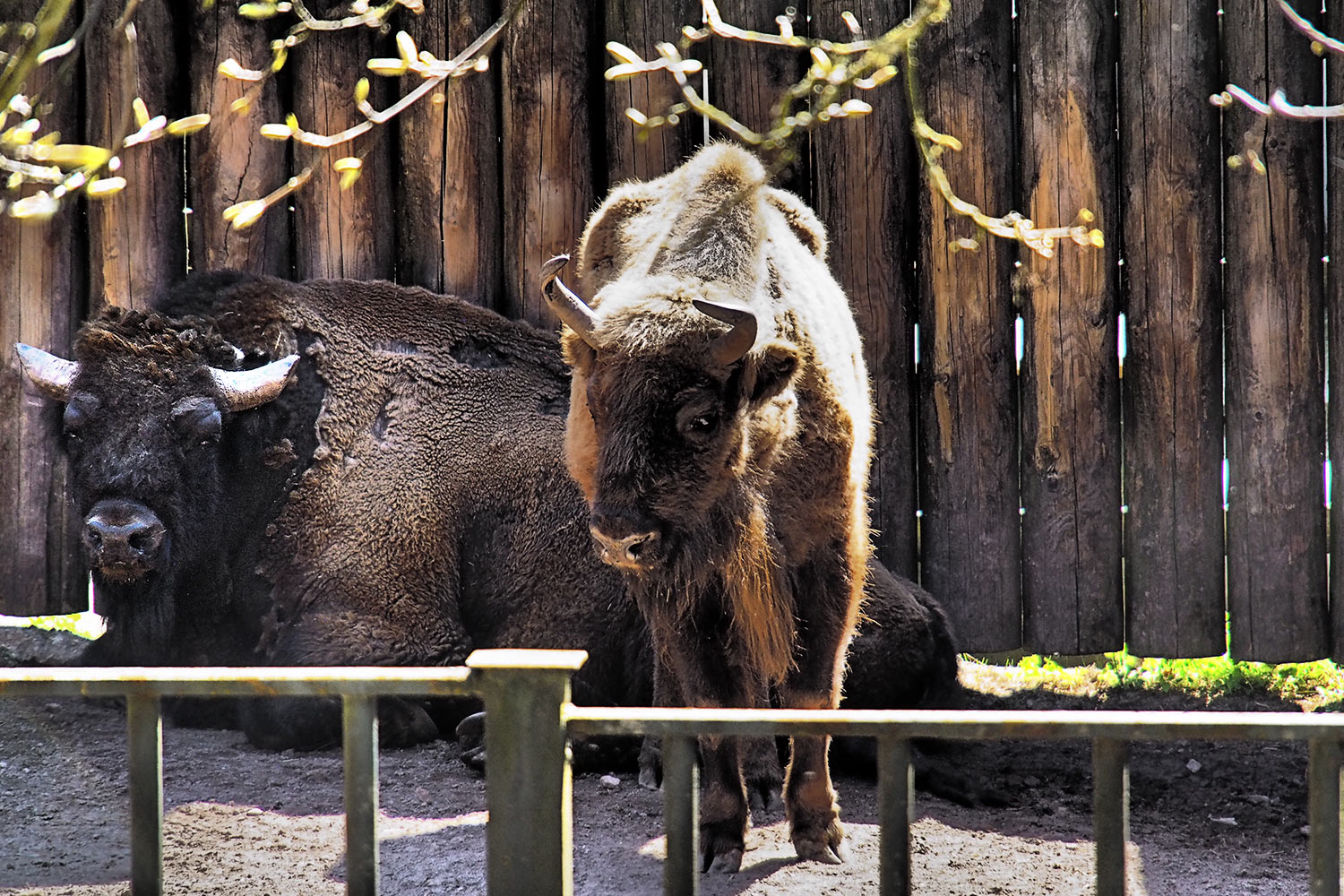 Fotowettbewerb Wildlife Tierpark Suhl 2018 Fotoakut