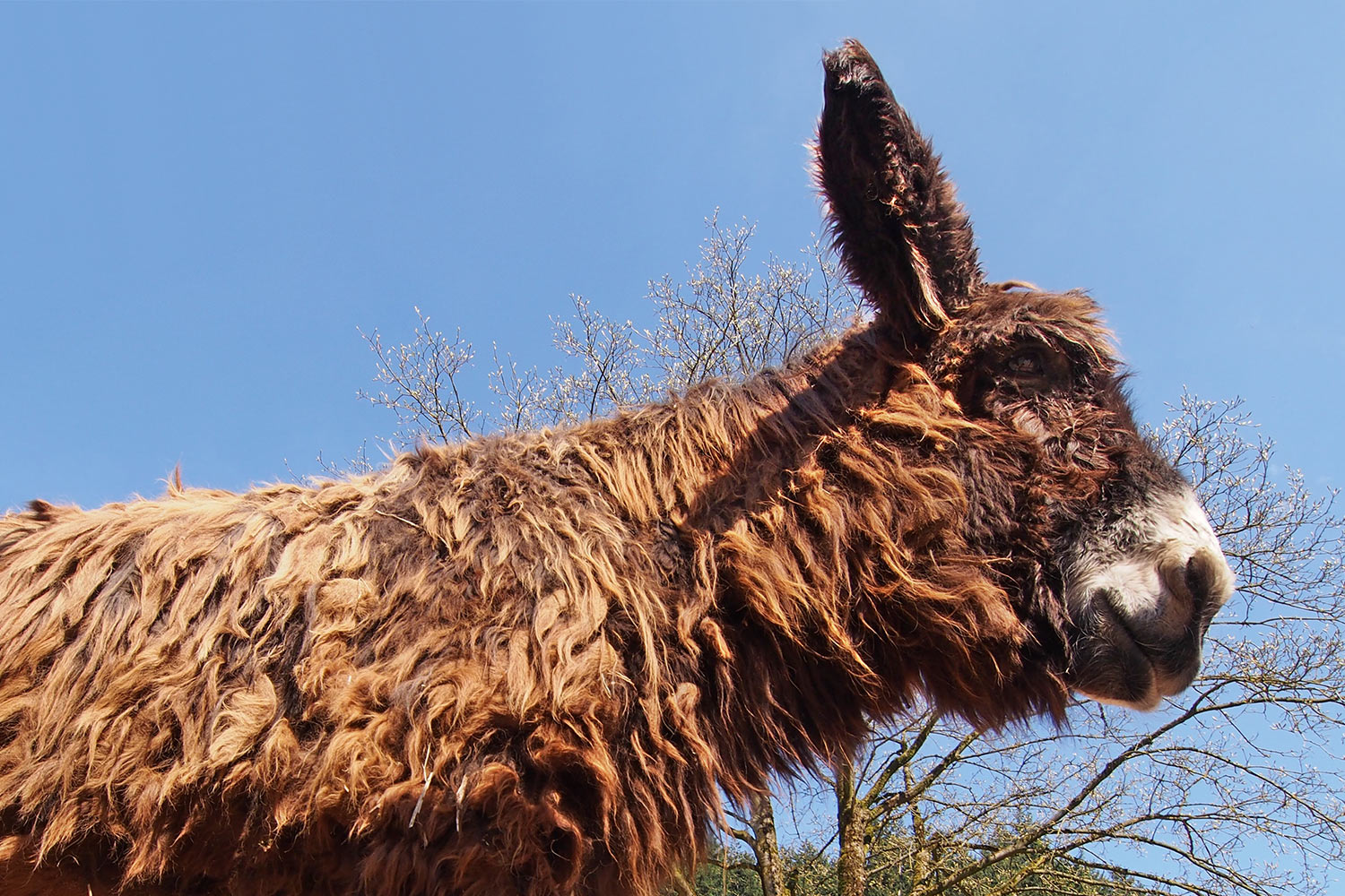 Poitou-Esel . Tierpark Suhl (Foto: Andreas Kuhrt 2018)