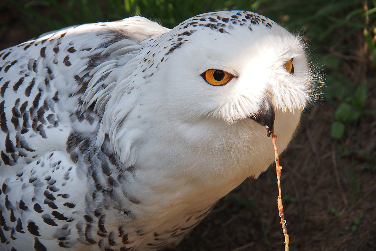 Schnee-Eulen-Snack . Tierpark Suhl (Foto: Andreas Kuhrt 2018)