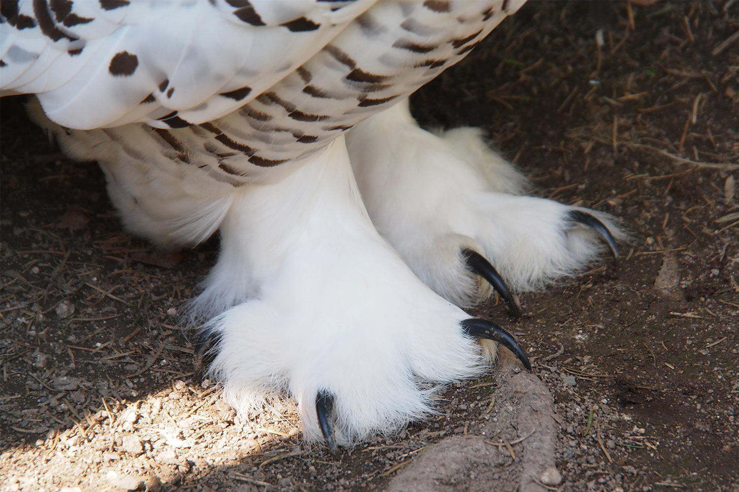 Schnee-Eulen-Puschen . Tierpark Suhl (Foto: Andreas Kuhrt 2018)