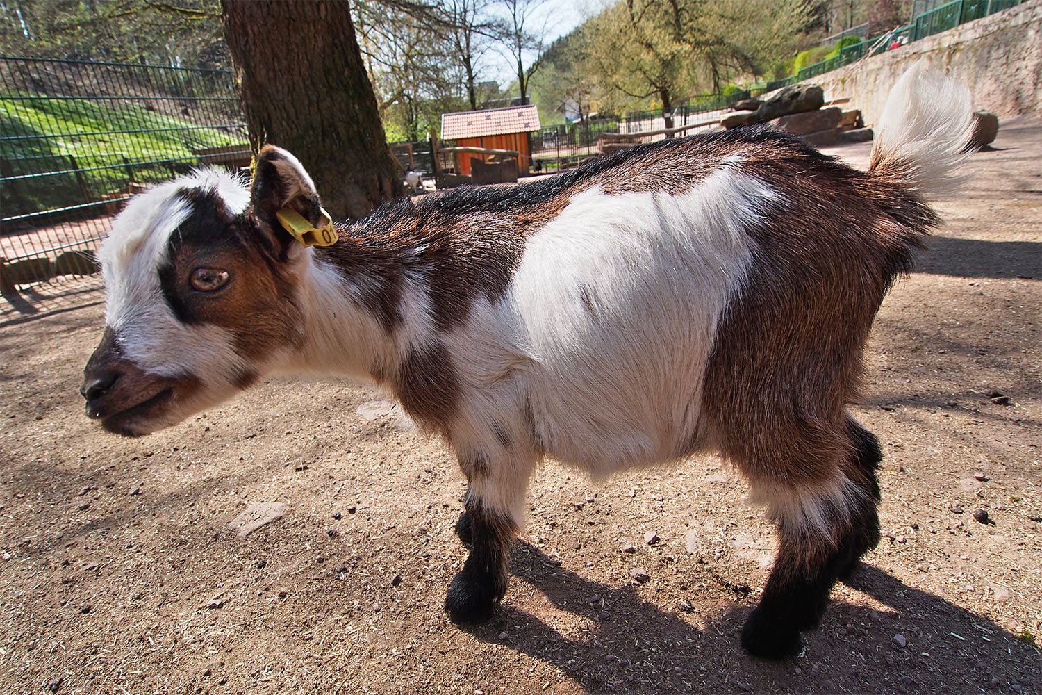 Zwergziegen-Lamm . Tierpark Suhl (Foto: Andreas Kuhrt 2018)