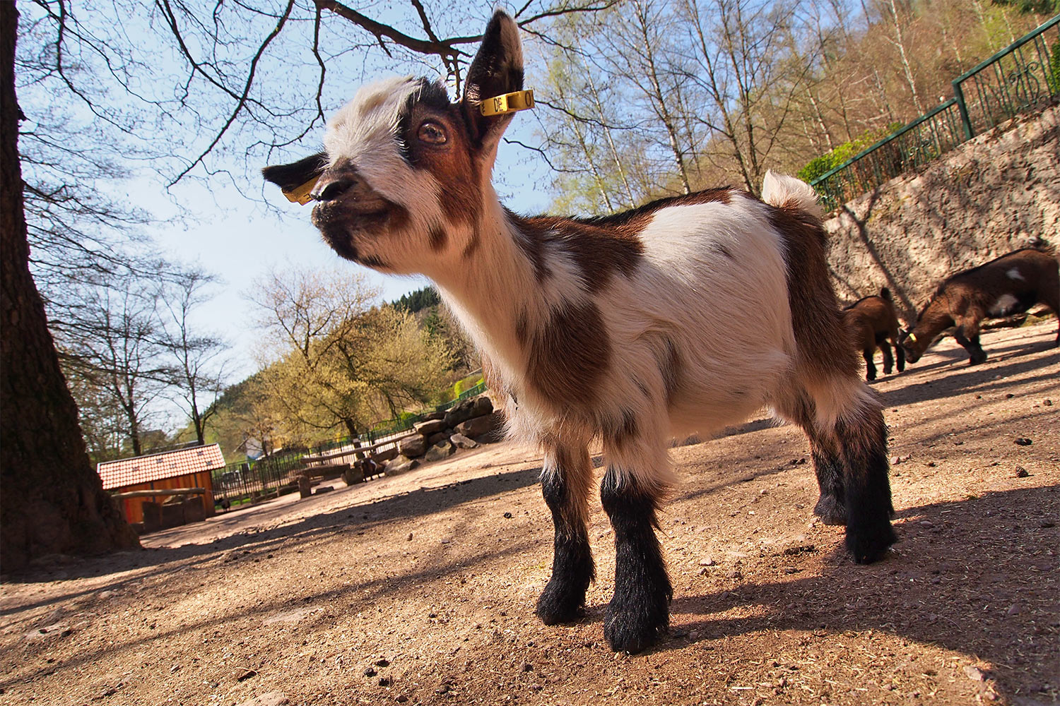 Zwergziegen-Lamm . Tierpark Suhl (Foto: Andreas Kuhrt 2018)