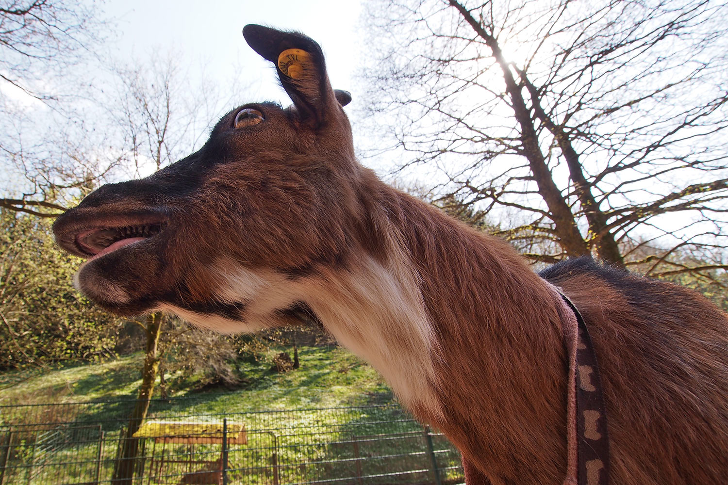 Zwergziege . Tierpark Suhl (Foto: Andreas Kuhrt 2018)