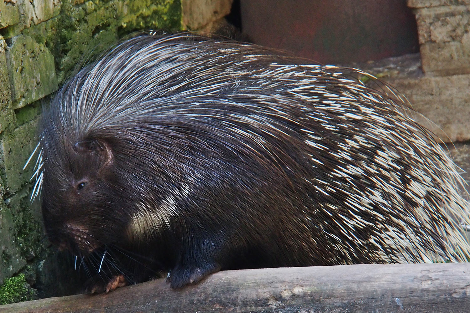 Stachelschwein . Tierpark Suhl (Foto: Andreas Kuhrt 2018)