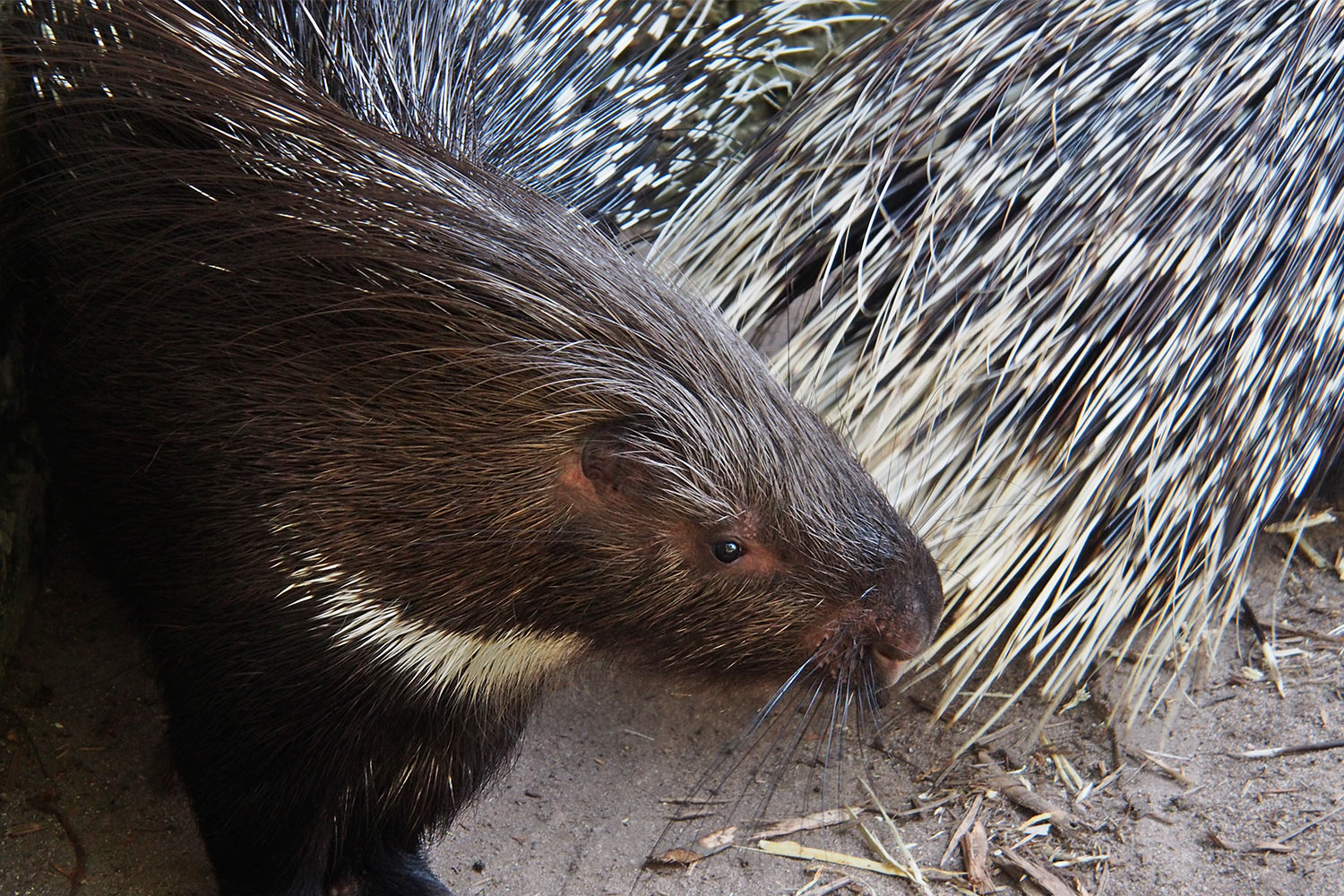 Stachelschwein . Tierpark Suhl (Foto: Andreas Kuhrt 2018)