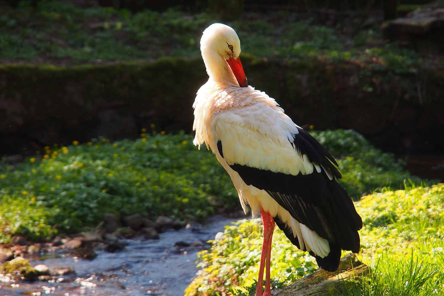 Weißstorch . Tierpark Suhl (Foto: Andreas Kuhrt 2018)