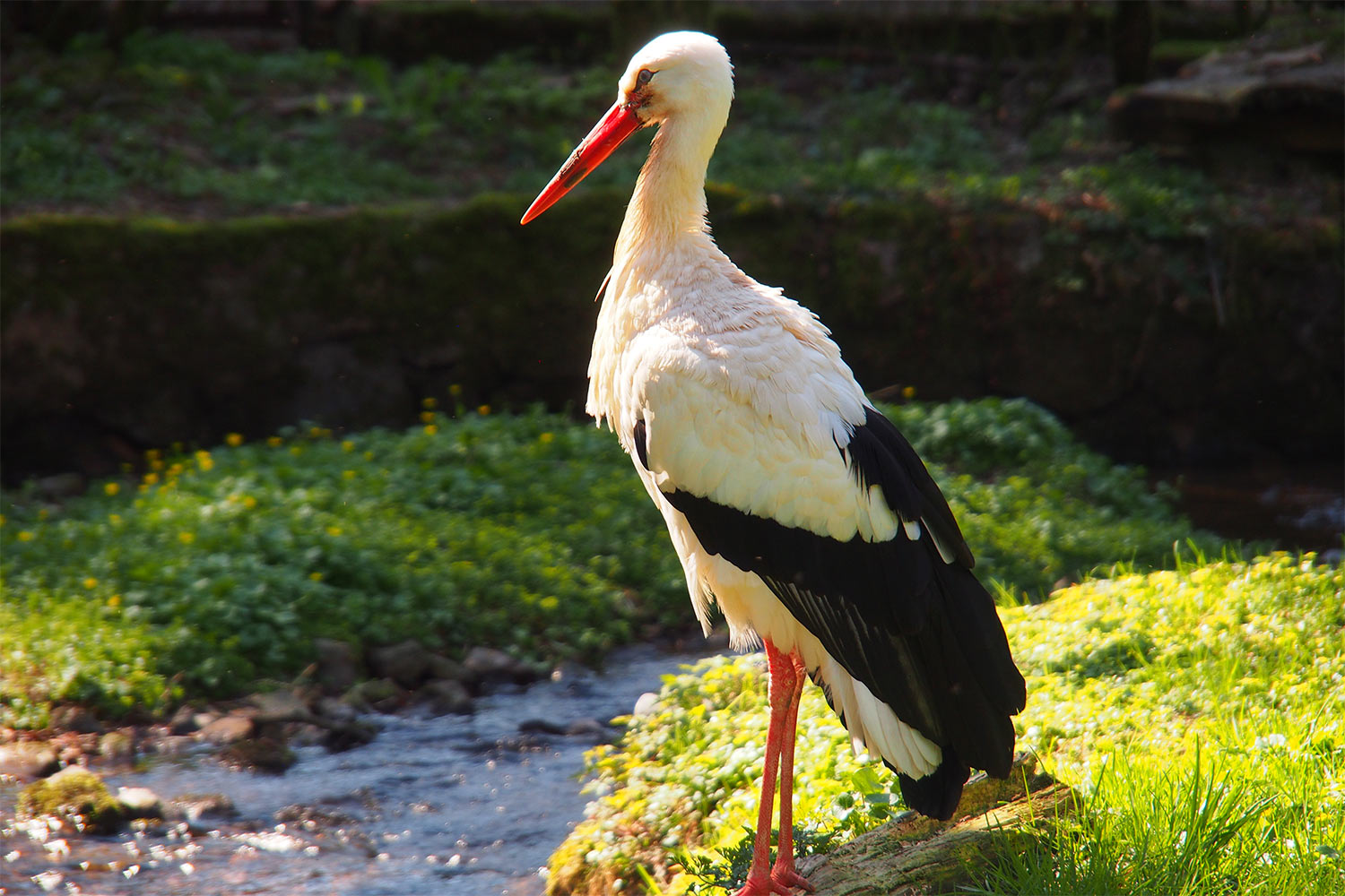 Weißstorch . Tierpark Suhl (Foto: Andreas Kuhrt 2018)