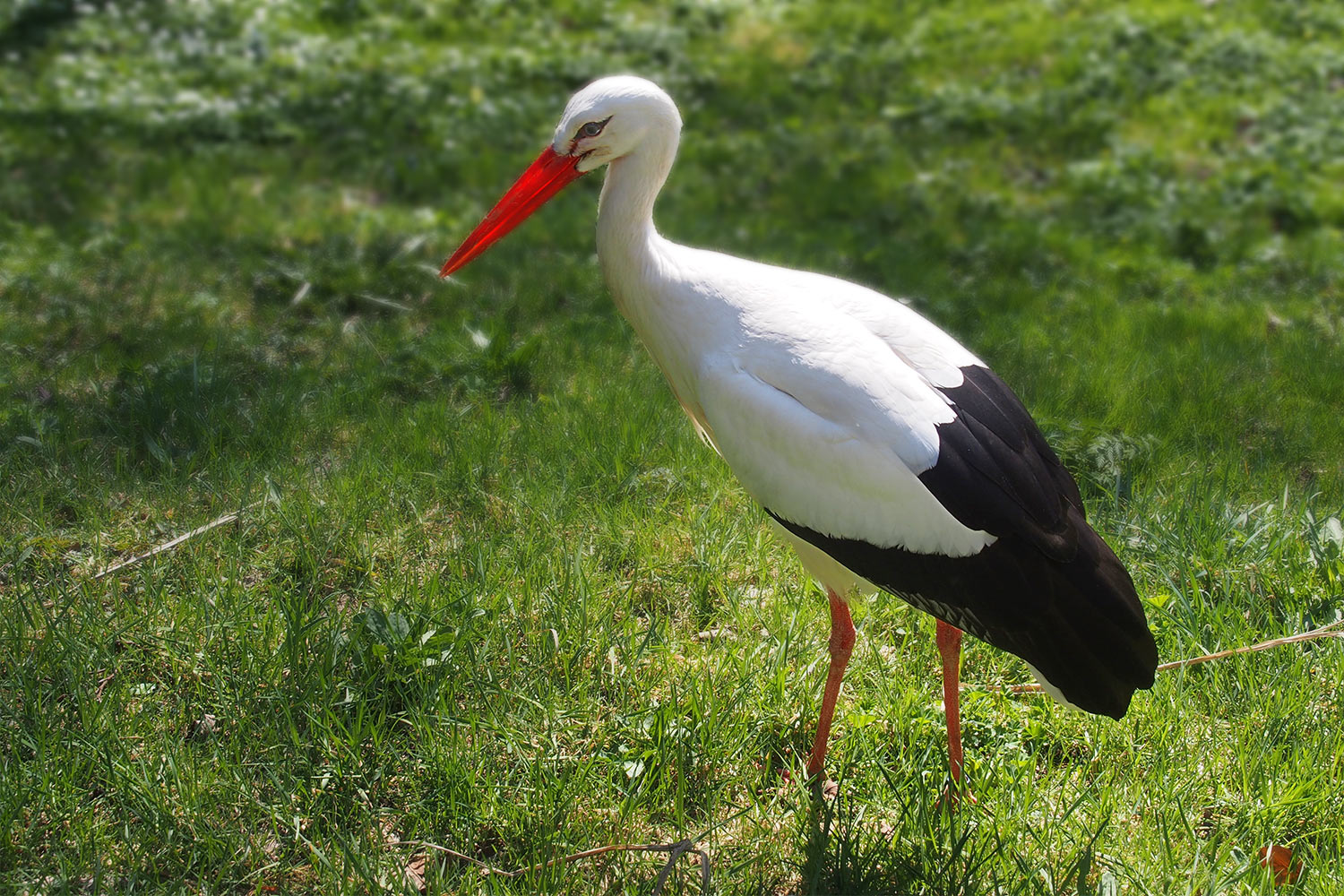 Weißstorch Rudi . Tierpark Suhl (Foto: Andreas Kuhrt 2018)