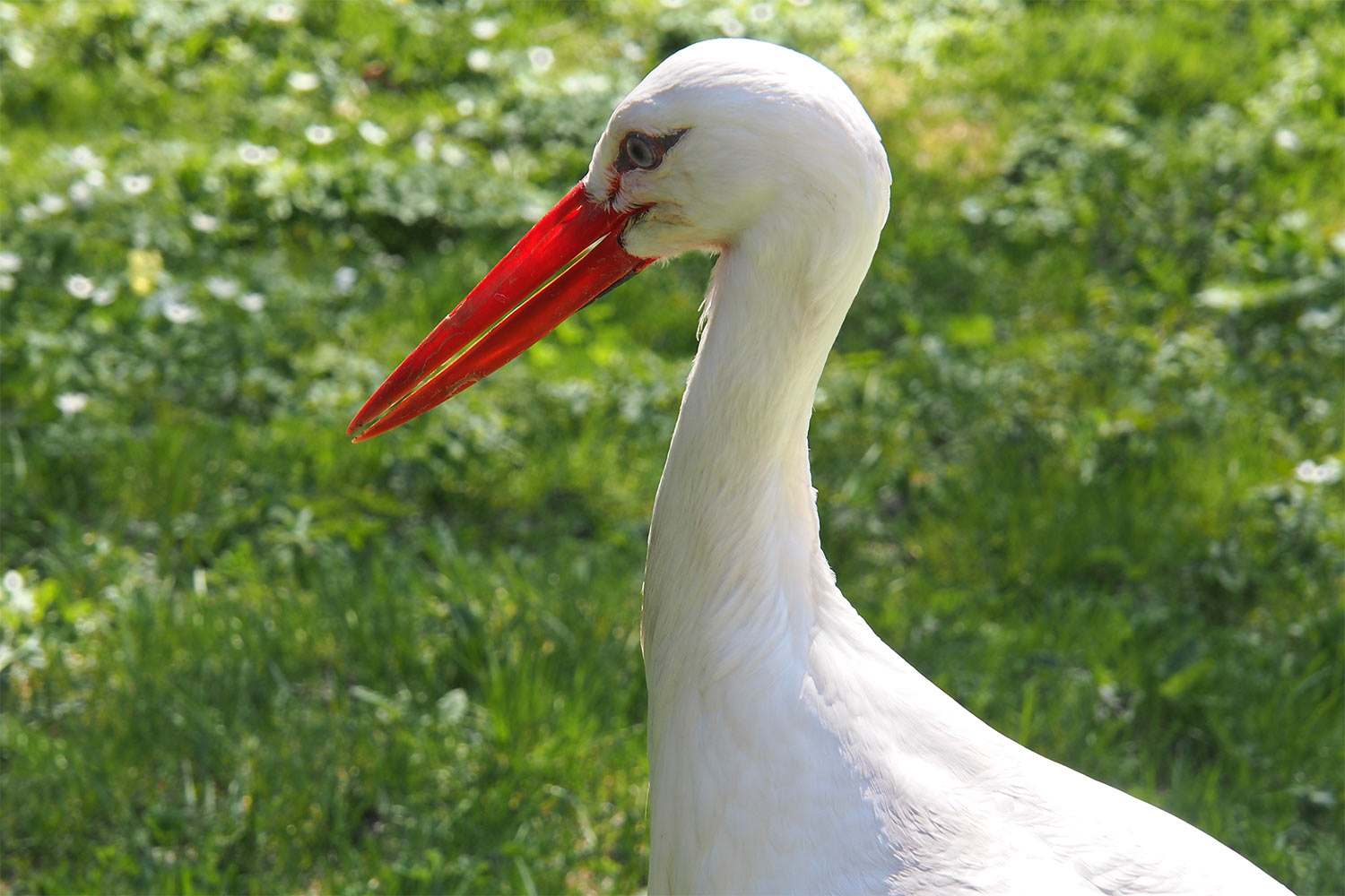 Weißstorch Rudi . Tierpark Suhl (Foto: Andreas Kuhrt 2018)