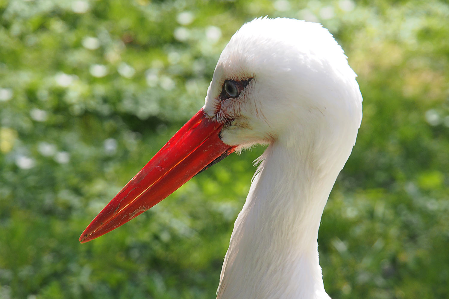 Weißstorch Rudi . Tierpark Suhl (Foto: Andreas Kuhrt 2018)
