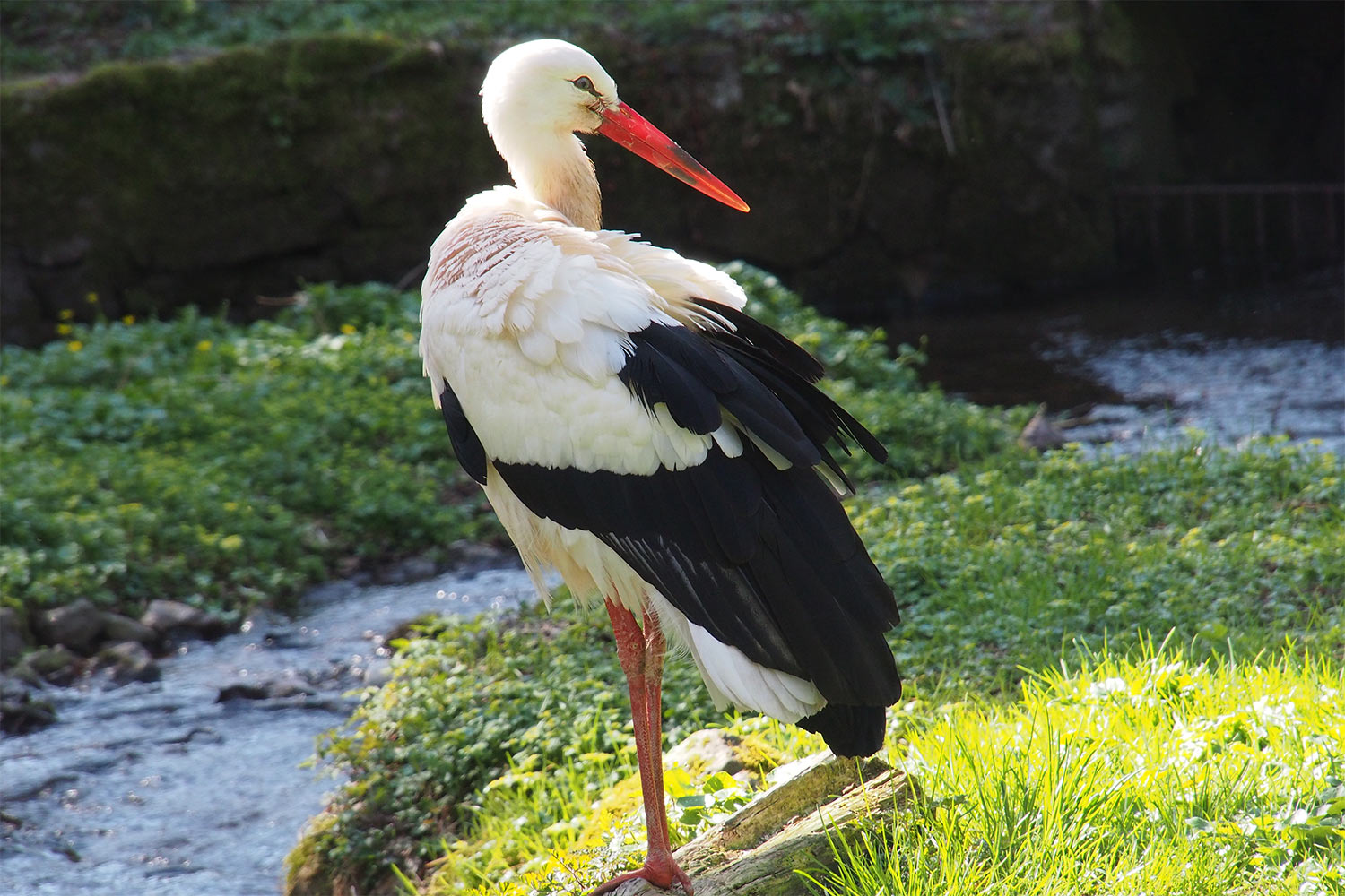 Weißstorch . Tierpark Suhl (Foto: Andreas Kuhrt 2018)