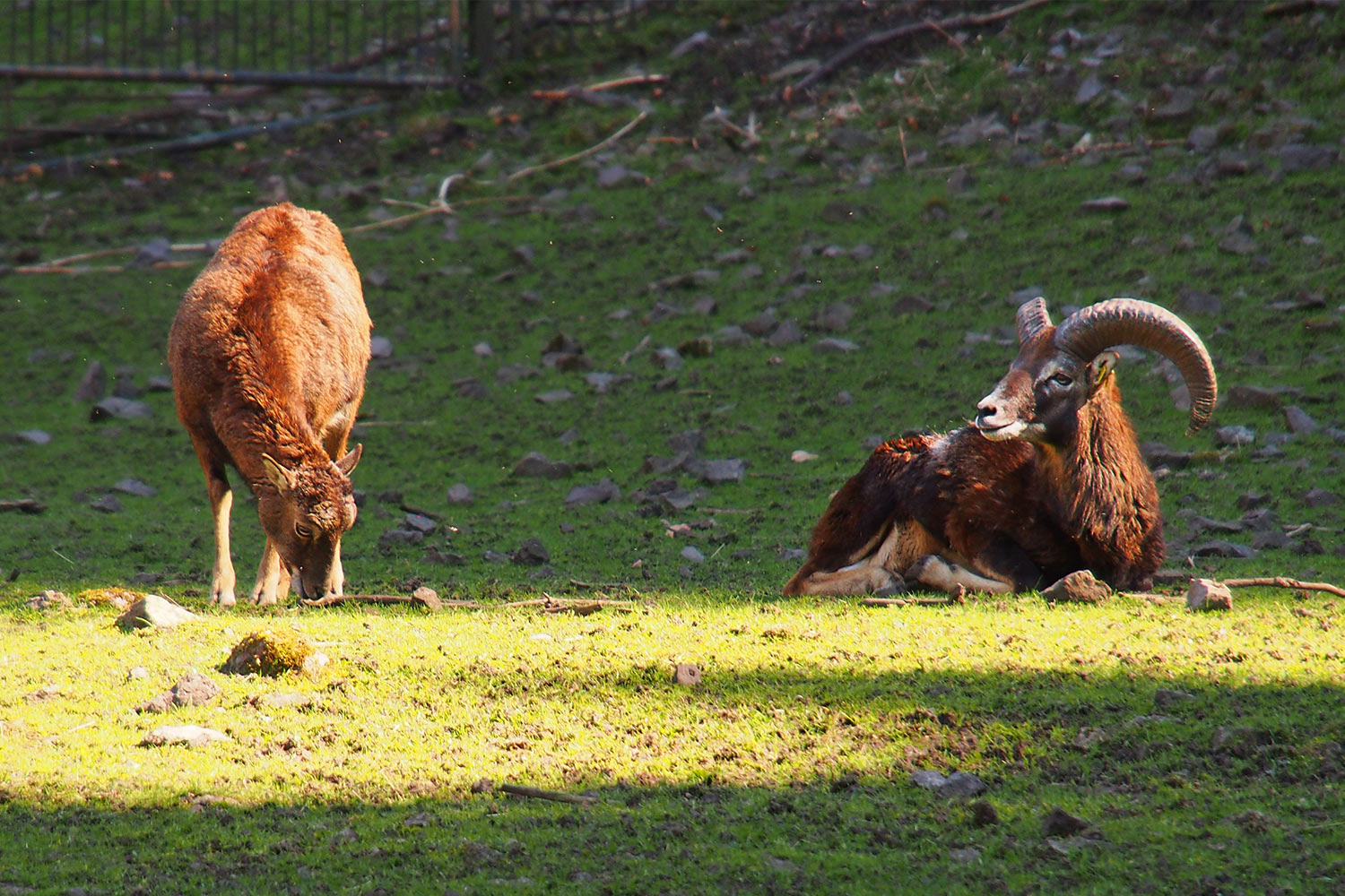 Alpensteinbock . Tierpark Suhl (Foto: Andreas Kuhrt 2018)