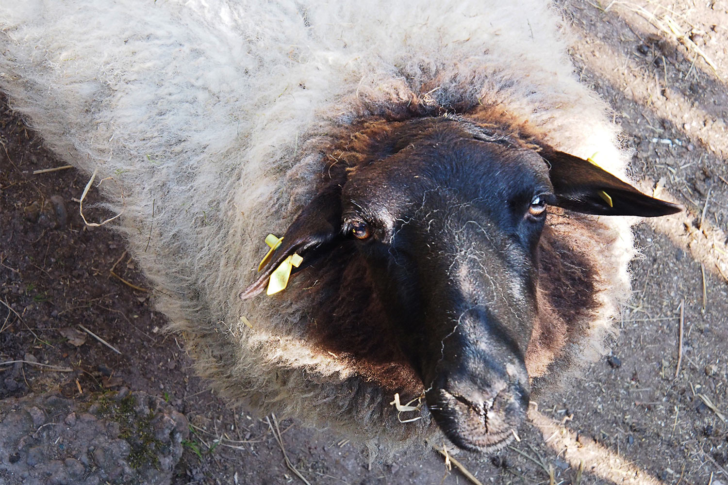 Rhönschaf . Tierpark Suhl (Foto: Andreas Kuhrt 2018)