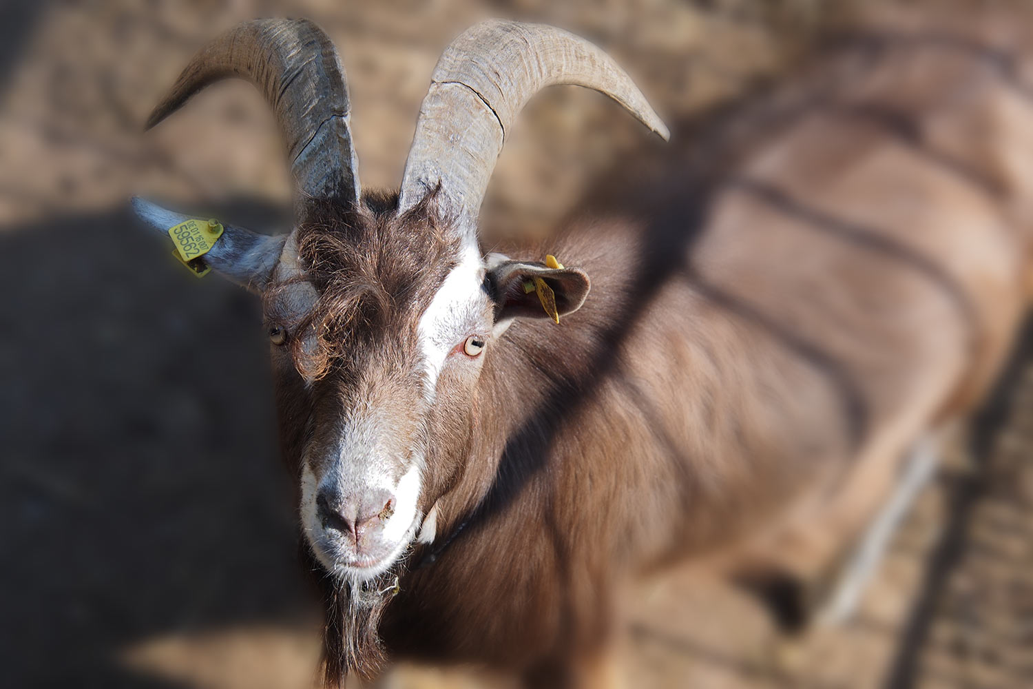 Thüringer Hausziege . Tierpark Suhl (Foto: Andreas Kuhrt 2018)